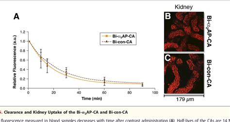 Figure From Molecular Mri Of Early Thrombus Formation Using A Bimodal