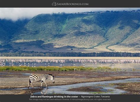 Tanzania Safari Day The Majestic Ngorongoro Crater Safari