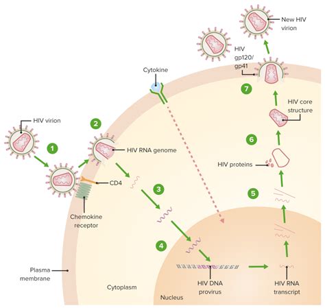 Anti Hiv Drugs Concise Medical Knowledge