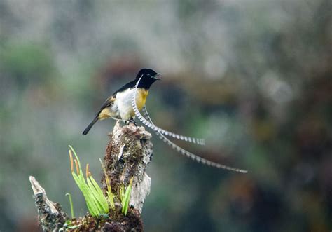 A Guide To Bird Feathers - Avian Report