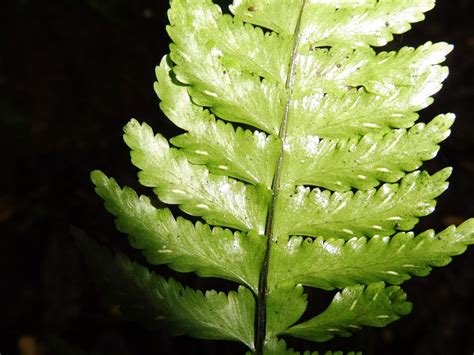 Central African Plants A Photo Guide Asplenium Macrophlebium Baker