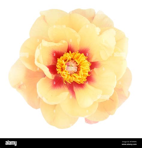 beautiful yellow peony isolated on white background Stock Photo - Alamy