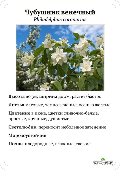 Виды Жасмина Фото С Названиями И Описанием – Telegraph