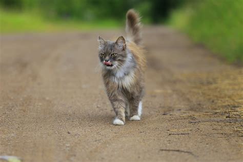 Gratis Afbeeldingen Natuur Wandelen Dier Schattig Dorp Wildlife