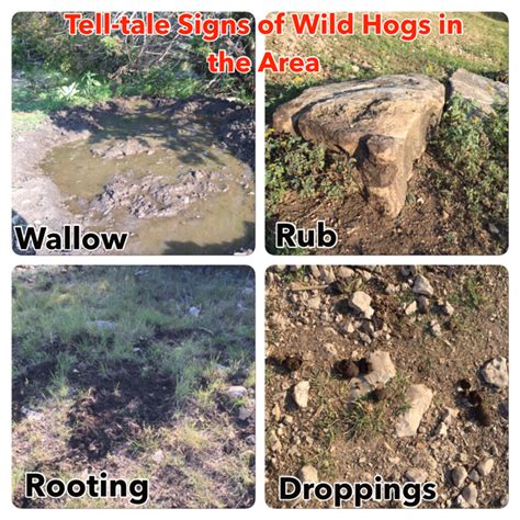 Tell Tale Signs Of Wild Hogs In The Area Hog Blog Hogman