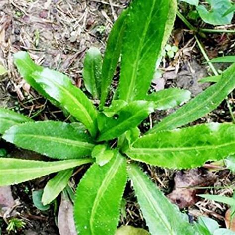 Semilla de cilantro: Usos, consumo y propiedades del coriandro en grano - Mi Hogar