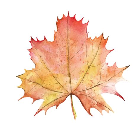 Autumn Maple Leaf 10585923 Vector Art at Vecteezy