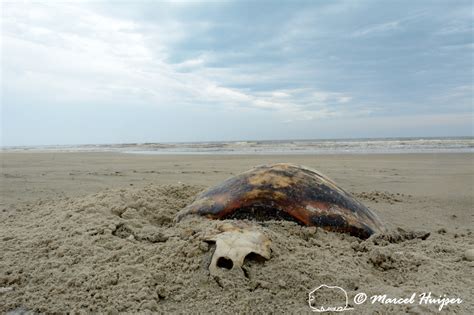 Marcel Huijser Photography | Brazilian wildlife: Dead sea turtle on beach