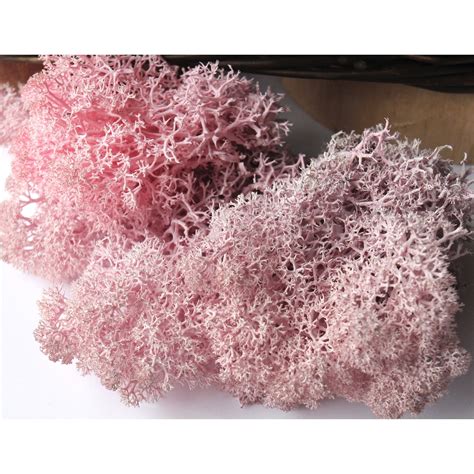 Preserved Moss Pink Fairy Garden Soft Reindeer Moss Photo Etsy