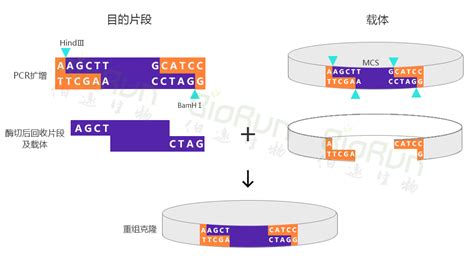 细数常用的几种载体构建系统