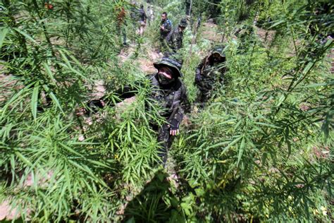 Operasi Pemusnahan Ladang Ganja Antara Foto