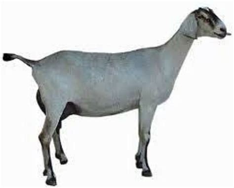 Grey Barbari Goat at 85000.00 INR in Akola, Maharashtra | Vaibhav Goat Farm