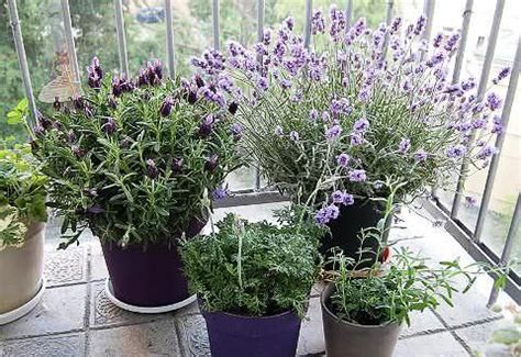 комнатная лаванда фото | Indoor lavender plant, Lavender plant, Growing ...