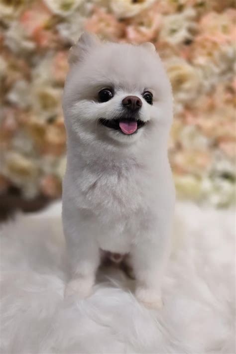 20 Dog Grooming Styles For Pomeranians (With Cute Pictures)