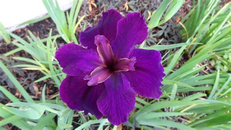 Purple Iris | Purple iris, Garden, Plants