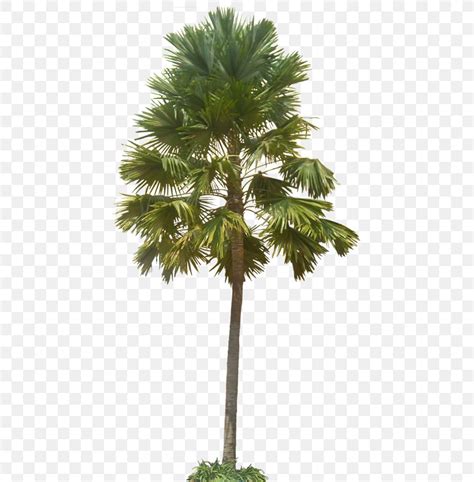 Asian Palmyra Palm Arecaceae Saribus Rotundifolius Populus Nigra ...