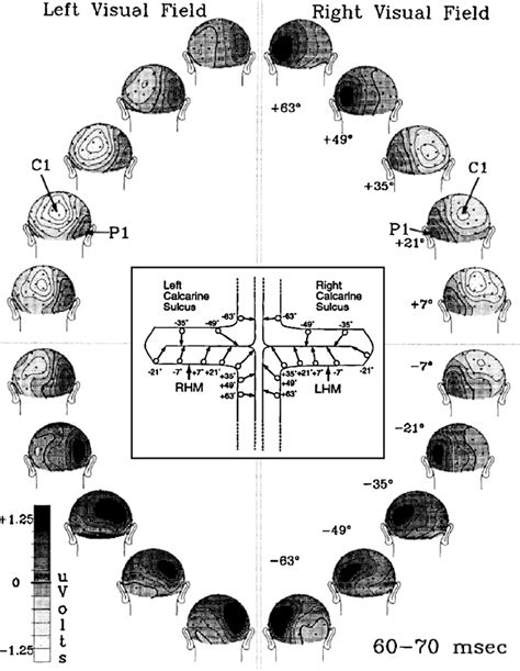 Figure 3 From Neuroscience And Biobehavioral Reviews Top Down Effects On Early Visual Processing