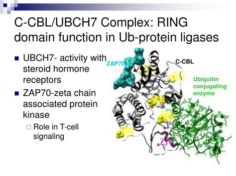 PPT - Ubiquitin Protein Ligase E3 PowerPoint Presentation, free ...