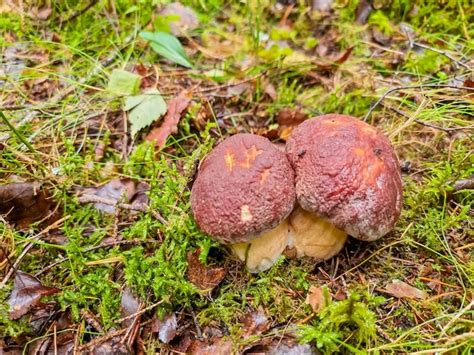 Temporada Dos Hongos Porcini Blancos En El Bosque Temporada De Oto O