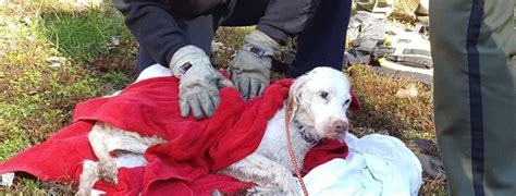 15 Year Old Blind Deaf Dog Rescued From Pond Pet Rescue Report