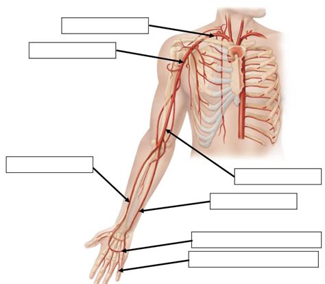 Arteries Of The Upper Limbs Diagram Quizlet