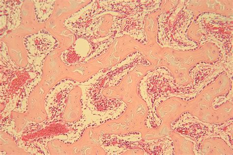 Unlabeled Connective Tissue Images Histology Atlas For Anatomy And