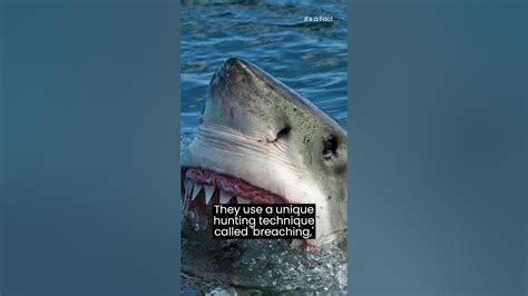 The Ultimate Ocean Predator Revealed | The Great White Shark! | It's a ...