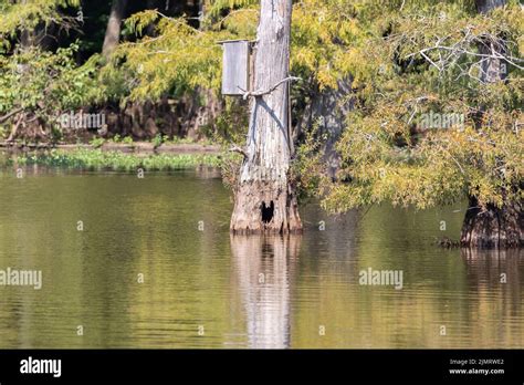 Wooden Wood Duck Aix Sponsa Nesting Box On A Tree Above A Natural