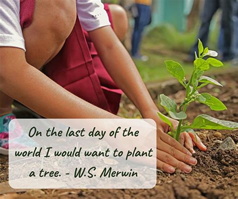 Quotes About Planting Trees For Future Generation