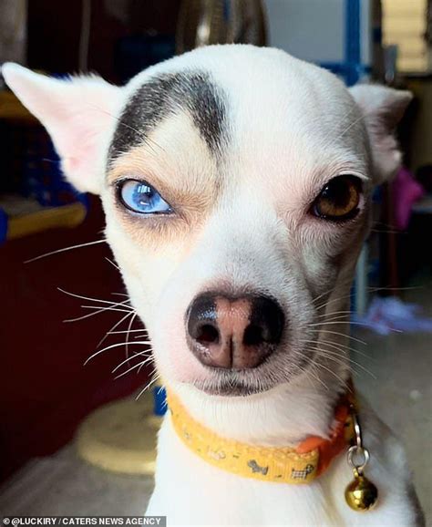 Puppy looks like an evil movie villain due to his raised black eyebrow ...