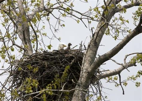 Eagle Nest Stock Photos, Images and Backgrounds for Free Download