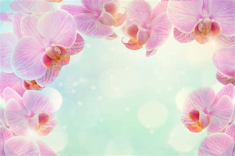 Premium Photo | Pink orchid flowers at a blue background with bokeh and bright light