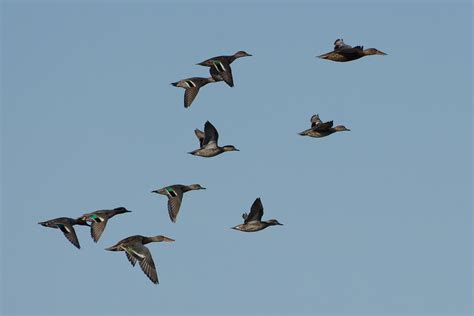 Sarcelles D Hiver Et Canards Souchets Andr Labetaa Flickr