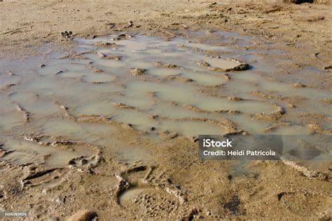 Muddy Footprints In The Rain Puddle After The Storm Stock Photo