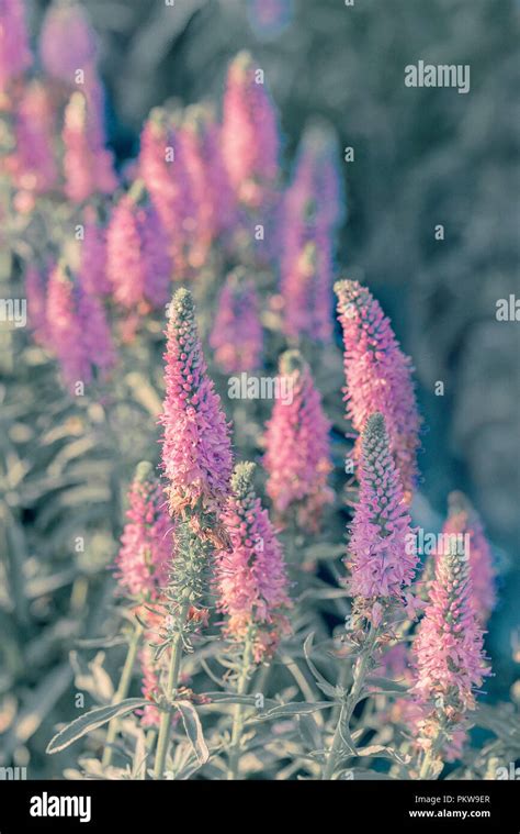 Cone shaped flowers hi-res stock photography and images - Alamy