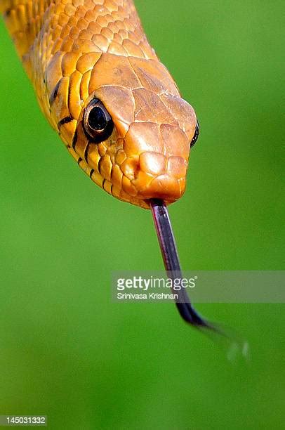 Indian Rat Snake Photos and Premium High Res Pictures - Getty Images