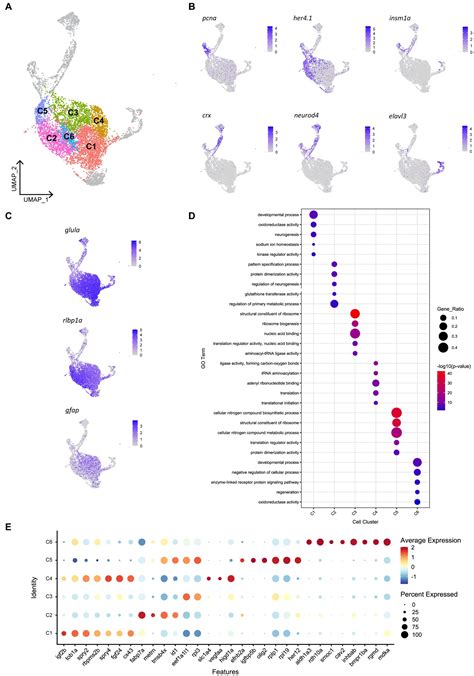 Frontiers Heterogeneity In Quiescent M Ller Glia In The Uninjured