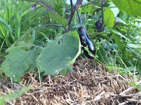 A Straw Bale Garden In Michigan S Thumb