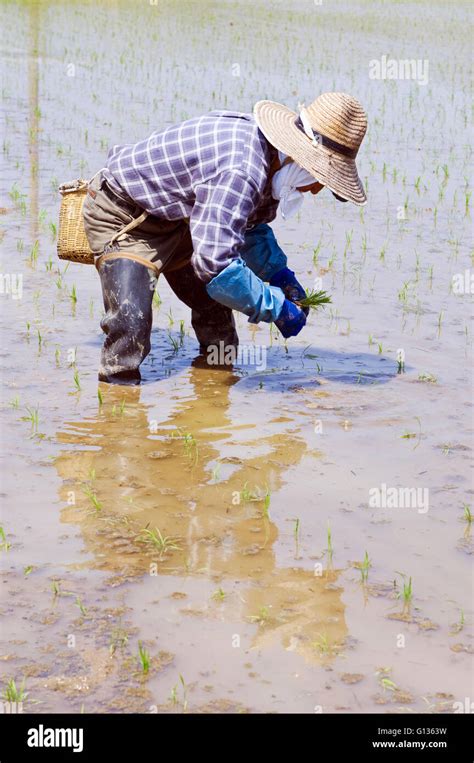 A Japanese Farmer Planting Rice In A Flooded Paddy By Hand Image Taken