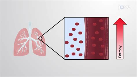 Entropy Within The Cell Concept Cell Biology Jove