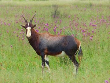 Blesbuck hunting in Eastern Cape - BookYourHunt.com