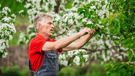 Hoe Een Appelboom Snoeien Onze Beste Tips