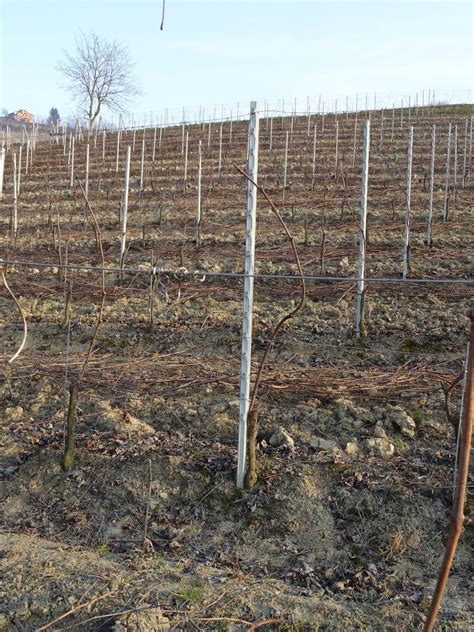 Ci Emme Pali Per Vigneto In Acciaio Ferro Legno Cemento E Reti Per