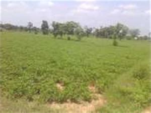 Agricultural Land Farm Land For Sale In Ilavampattu Village Vanur