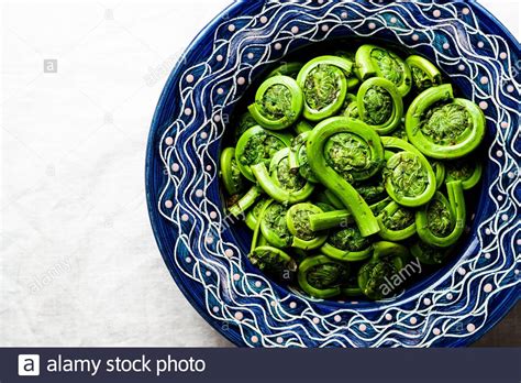 Edible Ferns Hi Res Stock Photography And Images Alamy