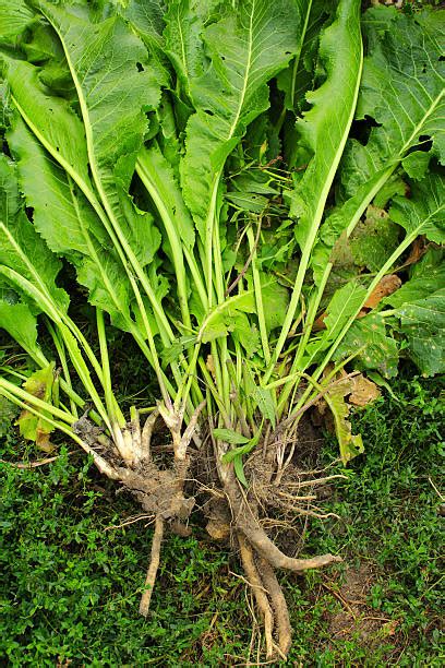 Best Horseradish Plant Stock Photos, Pictures & Royalty-Free Images ...