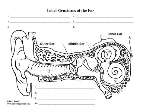 Unlabeled Diagram Of The Ear