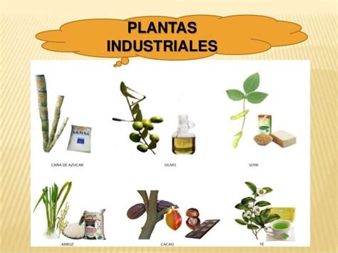 Plantas Industriales Quizizz