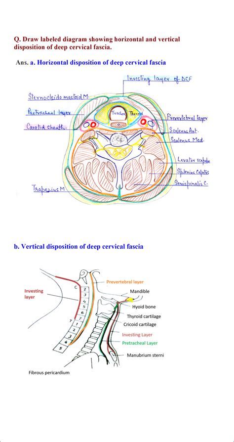 Cervical Fascia Layers