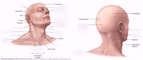 DSF Exam II: Surface Anatomy of the Neck Diagram | Quizlet